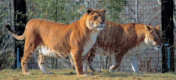 География Story: Тигр + львица = ...