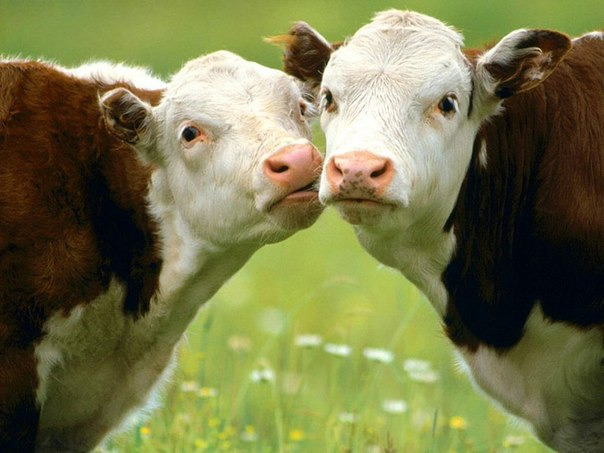 География Story: Может ли корова проглотить гвоздь?