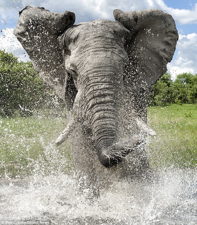 География Story: Сколько воды пьют слоны
