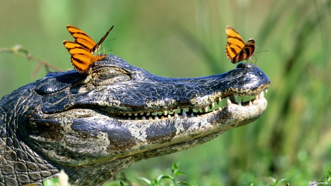География Story: Зачем крокодилы глотают камни?