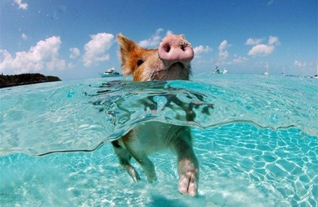 География Story: Райская жизнь свиней