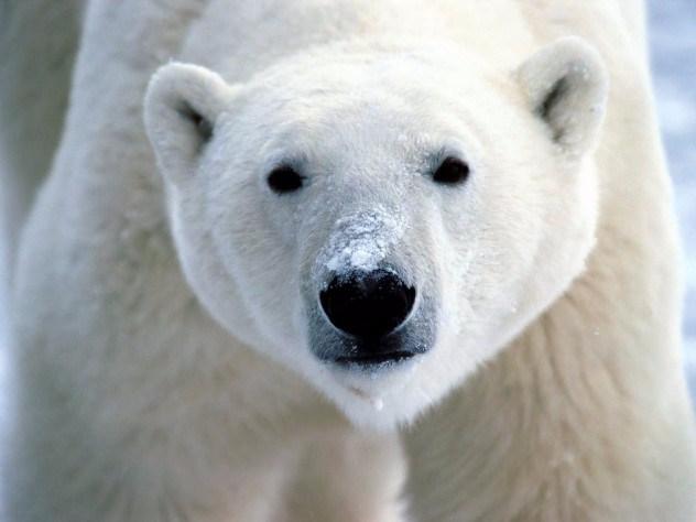 География Story: Белые медведи на самом деле не белые