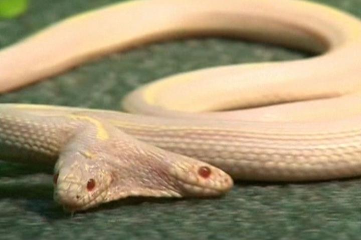География Story: Головы двуглавой змеи дерутся между собой за еду