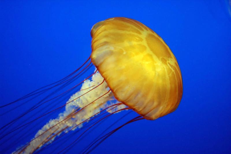 География Story: Медуза на 96 процентов состоит из воды