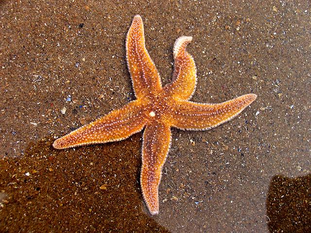 География Story: Морские звёзды могут полностью регенерировать своё тело