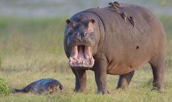География Story: Полностью открытый рот бегемота может вместить ребёнка