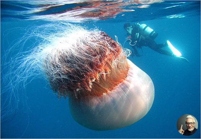 Разоблачаем ! Самая большая медуза в мире ? | Интересно знать | Дзен