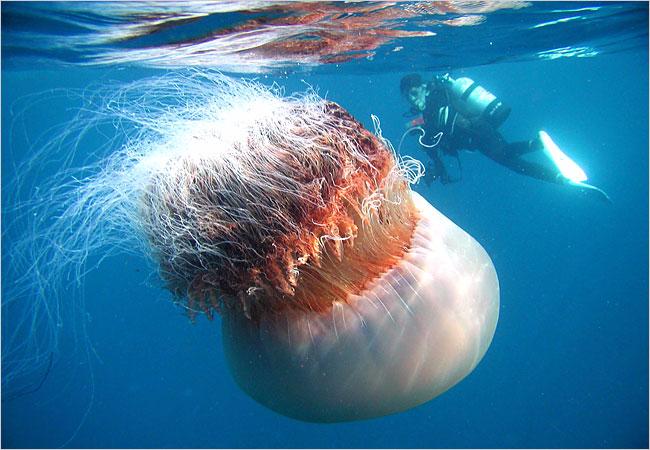 География Story: Самая большая медуза достигала 37 метров