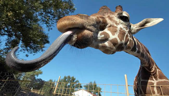 География Story: Жирафы могут чистить языком свои носы и возможно уши