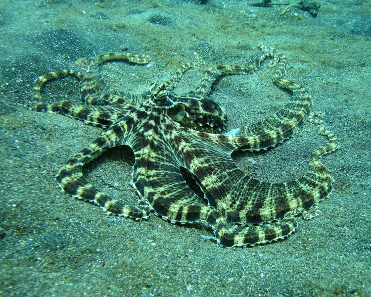 География Story: Некоторые осьминоги могут копировать другие организмы