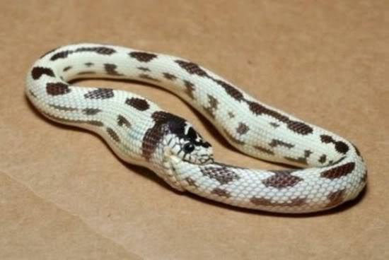География Story: Змеи могут есть своё тело