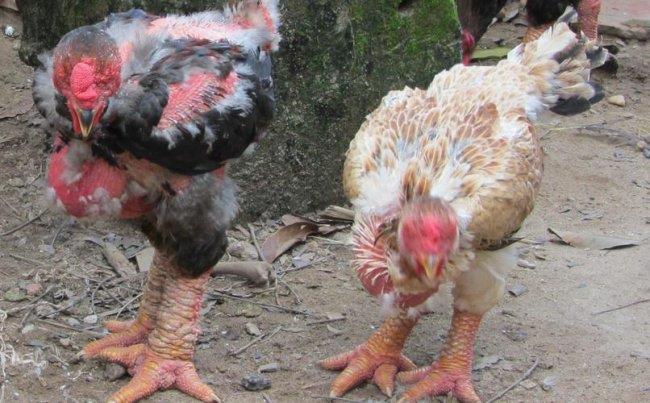 География Story: Во Вьетнаме разводят куриц с "драконьими лапами"