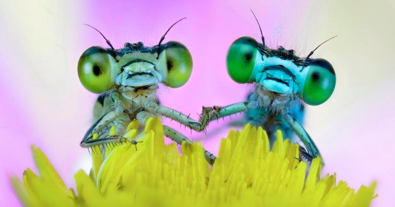 География Story: Вы не поверите своим глазам! 7 самых больших и необычных насекомых!