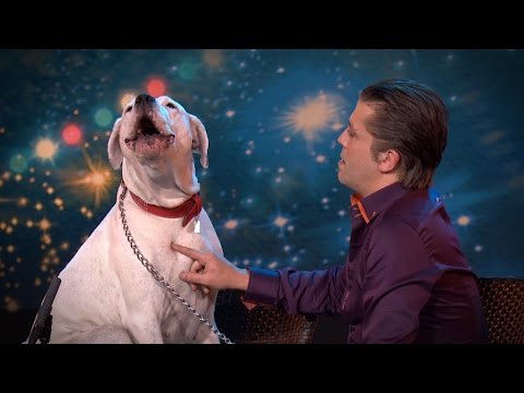 География Story: Вы не поверите своим ушам! Собака поет легендарную песню Уитни Хьюстон!