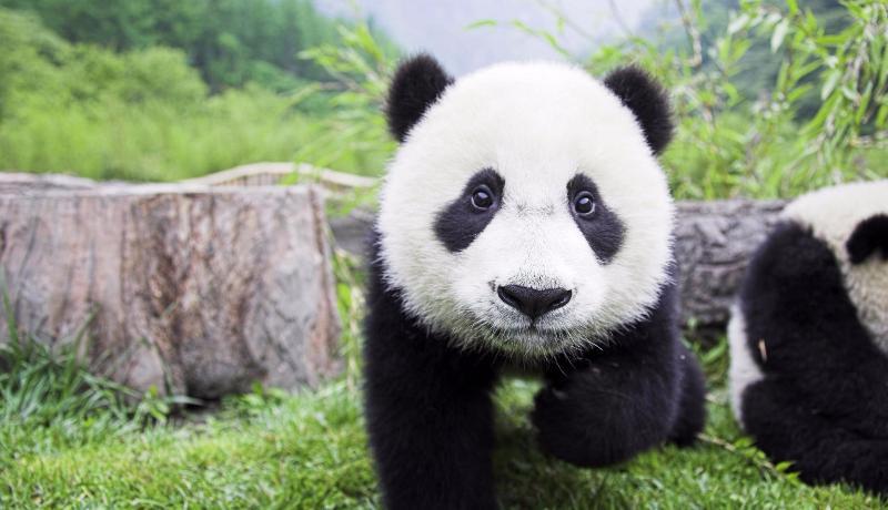 География Story: Невозможно остаться равнодушным: лучшие ми-ми-ми видео с пандами!