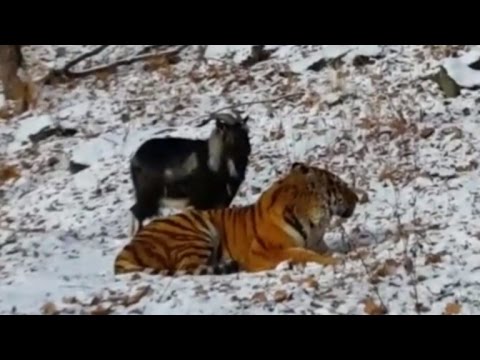 География Story: Удивительная дружба между амурским тигром и его добычей!