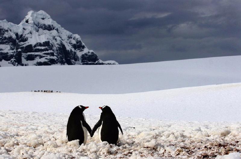 География Story: 15 завораживающих фотографий грациозных пингвинов
