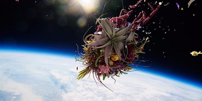 Наука Story: Астронавты NASA вырастили съедобный цветок на борту космической станции