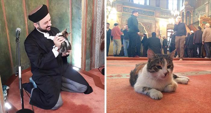 Общество Story: Турецкий имам впускает бездомных кошек в мечеть, чтобы они могли согреться