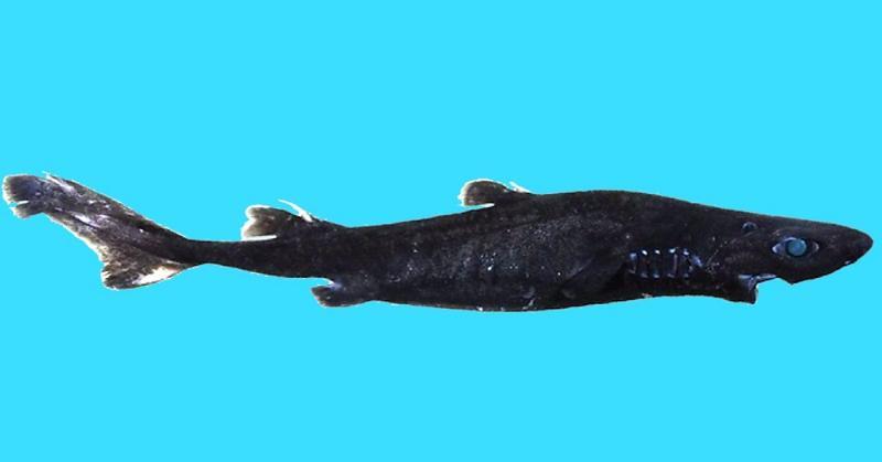 География Story: У берегов Америки обнаружен новый вид глубоководных акул ниндзя