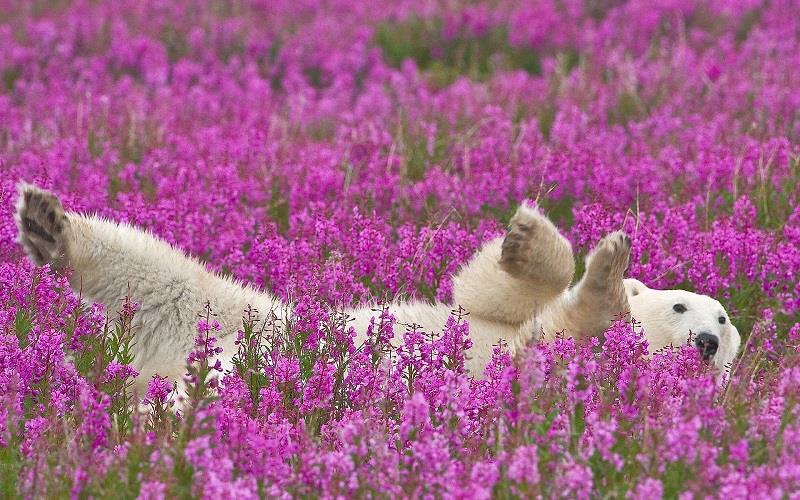 География Story: 10 любопытных фактов о белых медведях