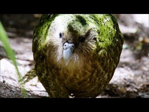 География Story: Знакомьтесь, какапо - самый необычный попугай в мире!