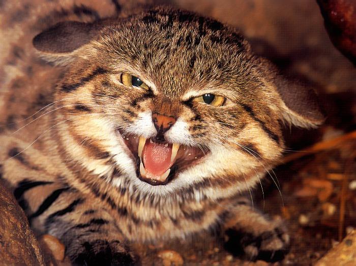 10 самых необычных диких кошек! | QuizzClub