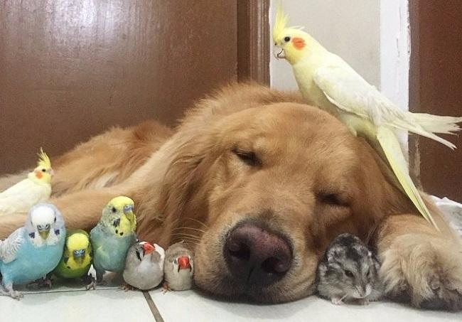 География Story: Собака, хомяк и 8 птичек - пожалуй, самая необычная дружба в мире!