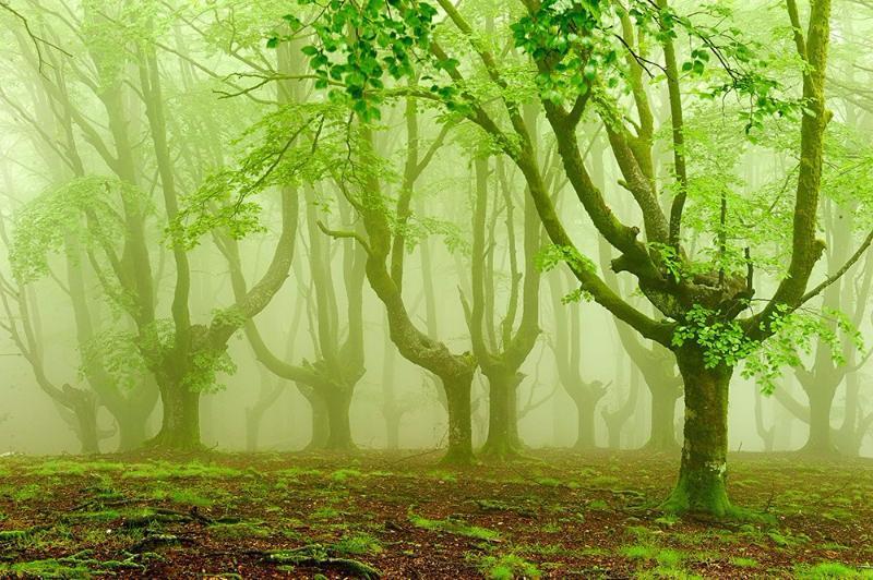 География Story: Загадочные туманные леса фотографа Оскара Запирайна