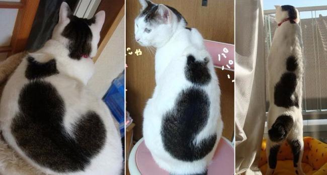География Story: 10 кошек с самым необычным и забавным окрасом!