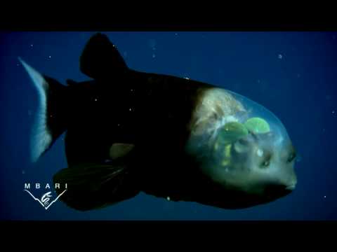 География Story: Самая необычная рыба в мире с прозрачной головой!
