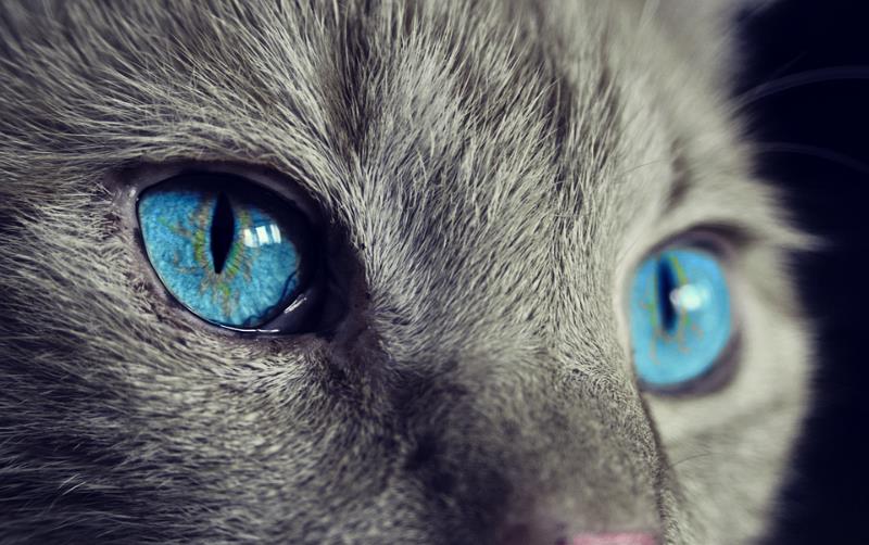 География Story: Этот уникальный проект позволит вам увидеть мир глазами кошек!