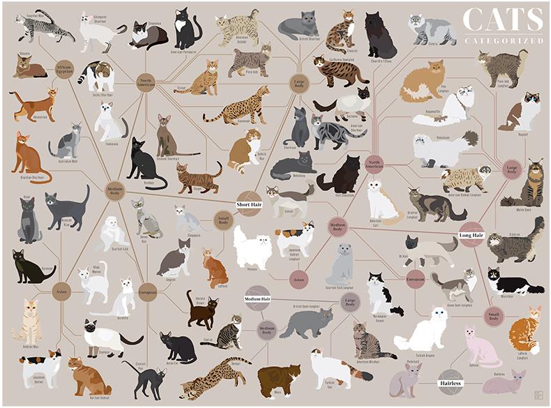 География Story: Специально для котоманов: все породы кошек на одной наглядной инфографике!