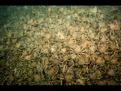 География Story: Видео: армия гигантских крабов занимает морское дно