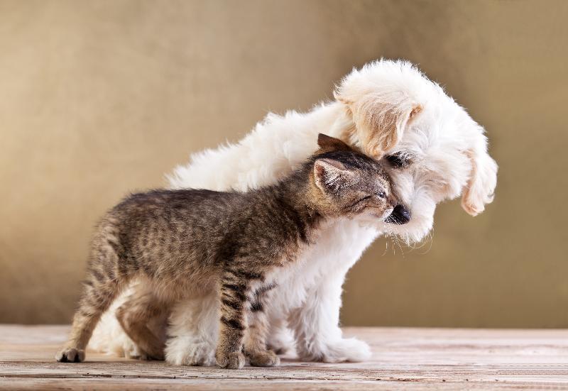 География Story: 15 примеров настоящей дружбы между кошками и собаками!