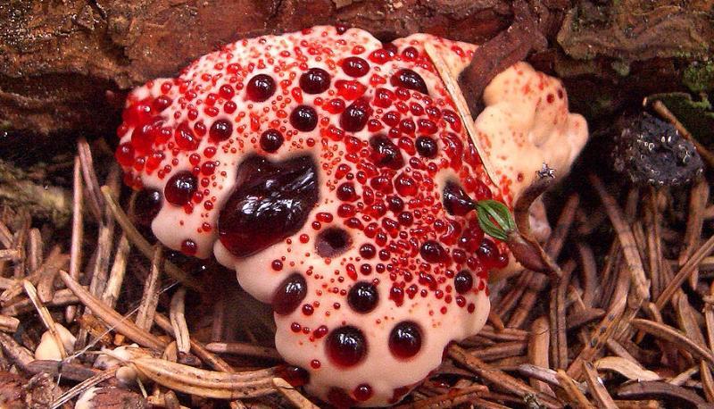 География Story: 8 самых необычных грибов, которые выглядят совсем не как грибы!
