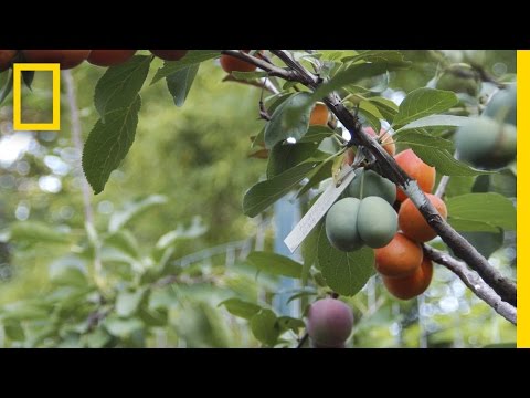 География Story: Американский профессор создал чудо-дерево, на котором растут 40 разных фруктов!