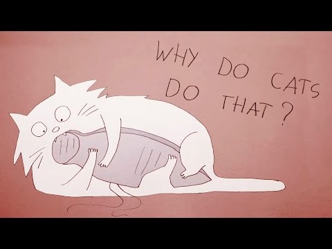 Наука Story: Это видео объясняет странное поведение домашних кошек!