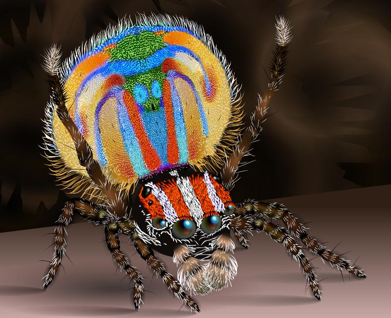 География Story: Миниатюрные пауки-павлины исполняют удивительные брачные танцы!