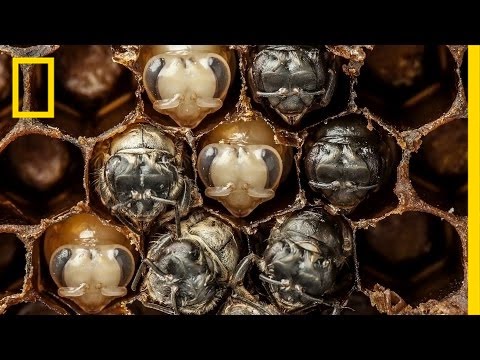 География Story: Невероятное видео рождения пчел!
