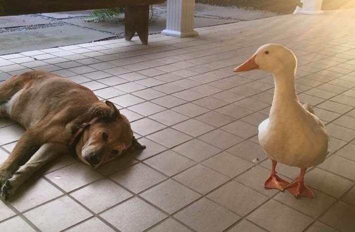 География Story: Друзья навек: как утка спасла собаку от депрессии