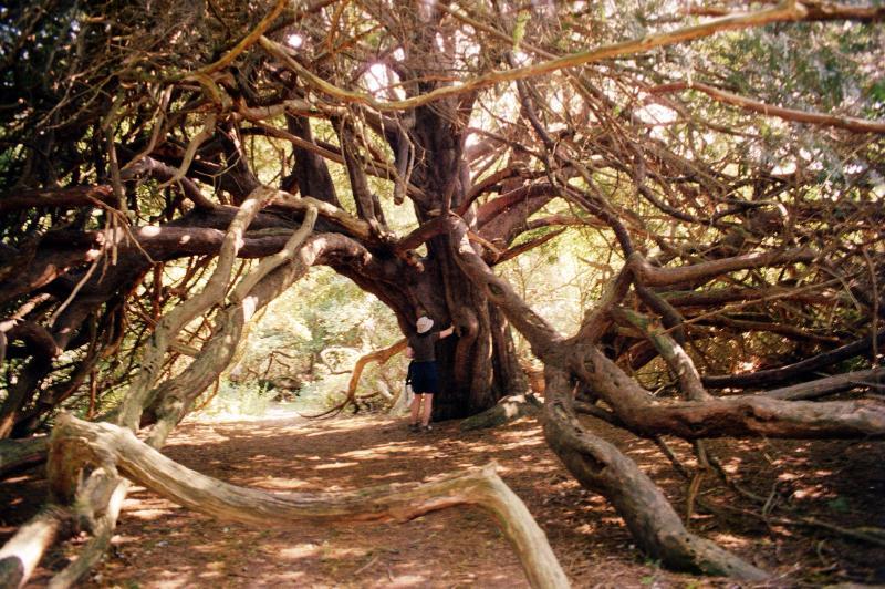 География Story: Невероятные и загадочные тисовые деревья леса Кингли Вейл