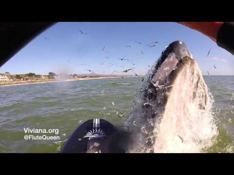 География Story: Видео: музыкантка пытается приманить кита игрой на флейте!