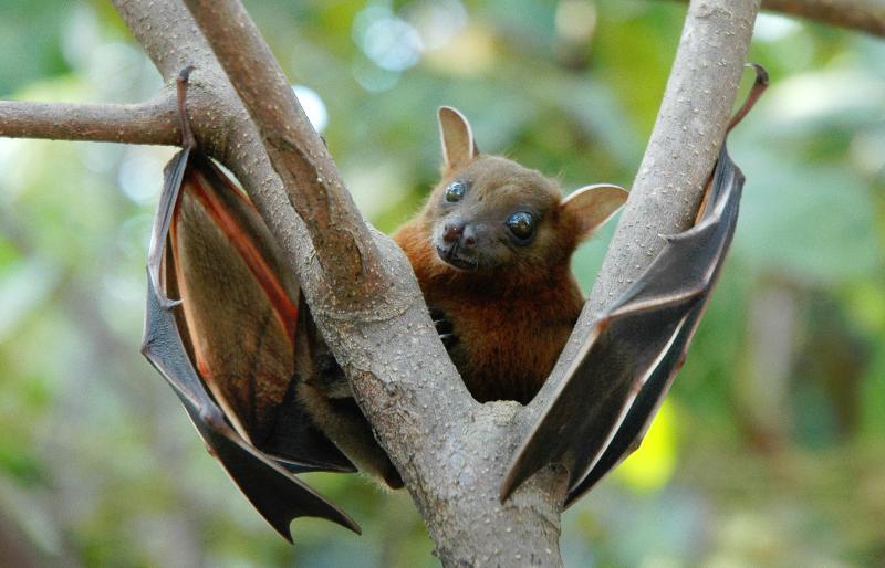 animals Story: #11 Bats are the only mammals that have the ability to fly