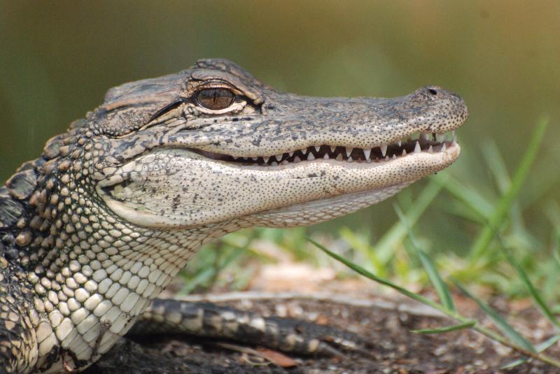 animals Story: #12 Alligators can live to be more than 100 years old