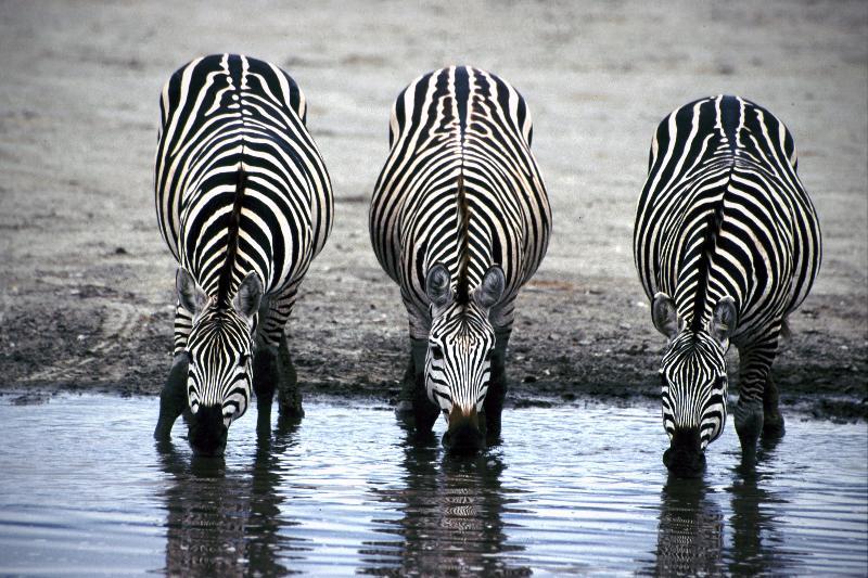animals Story: #16 Ever thought about zebra's stripes?