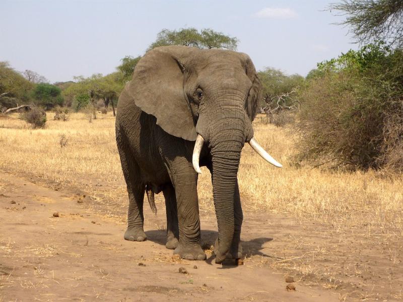 animals Story: #20 Elephant is the only animal with four knees