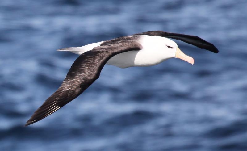 animals Story: #21 An albatross can fly all day long, waving its wings only once
