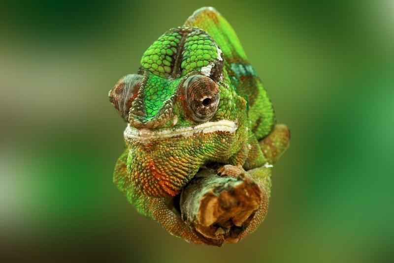 animals Story: #23 Chameleons are pretty weird creatures - here is some info about their eyes