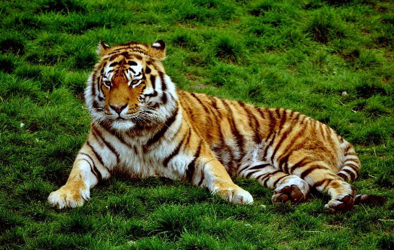 animals Story: #24 Tigers' skin is also striped, just like their hair
